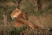 Picture 'KT1_01_24 Lioness, Sunset, Kenya, Masai Mara'